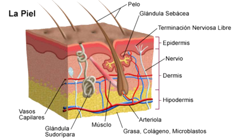 Diapositiva3