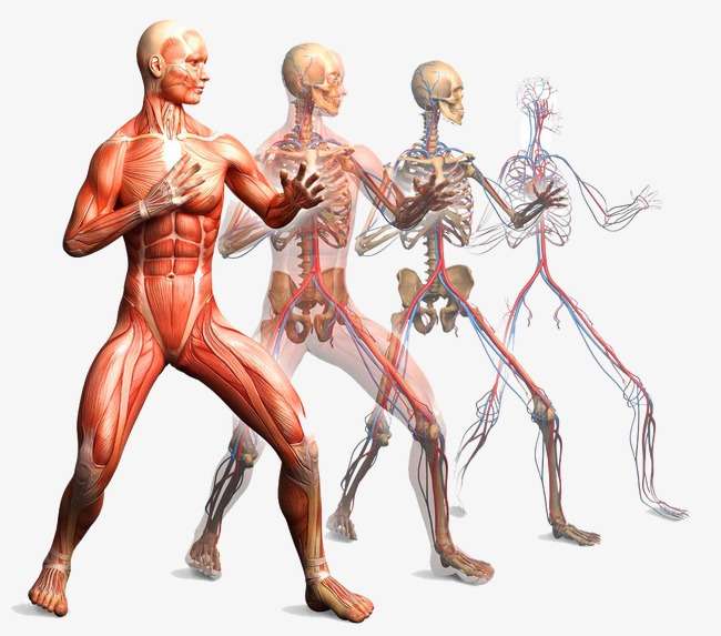 anatomia