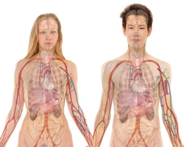 man-woman-heart-biology-human-fashion-993220-pxhere.com_