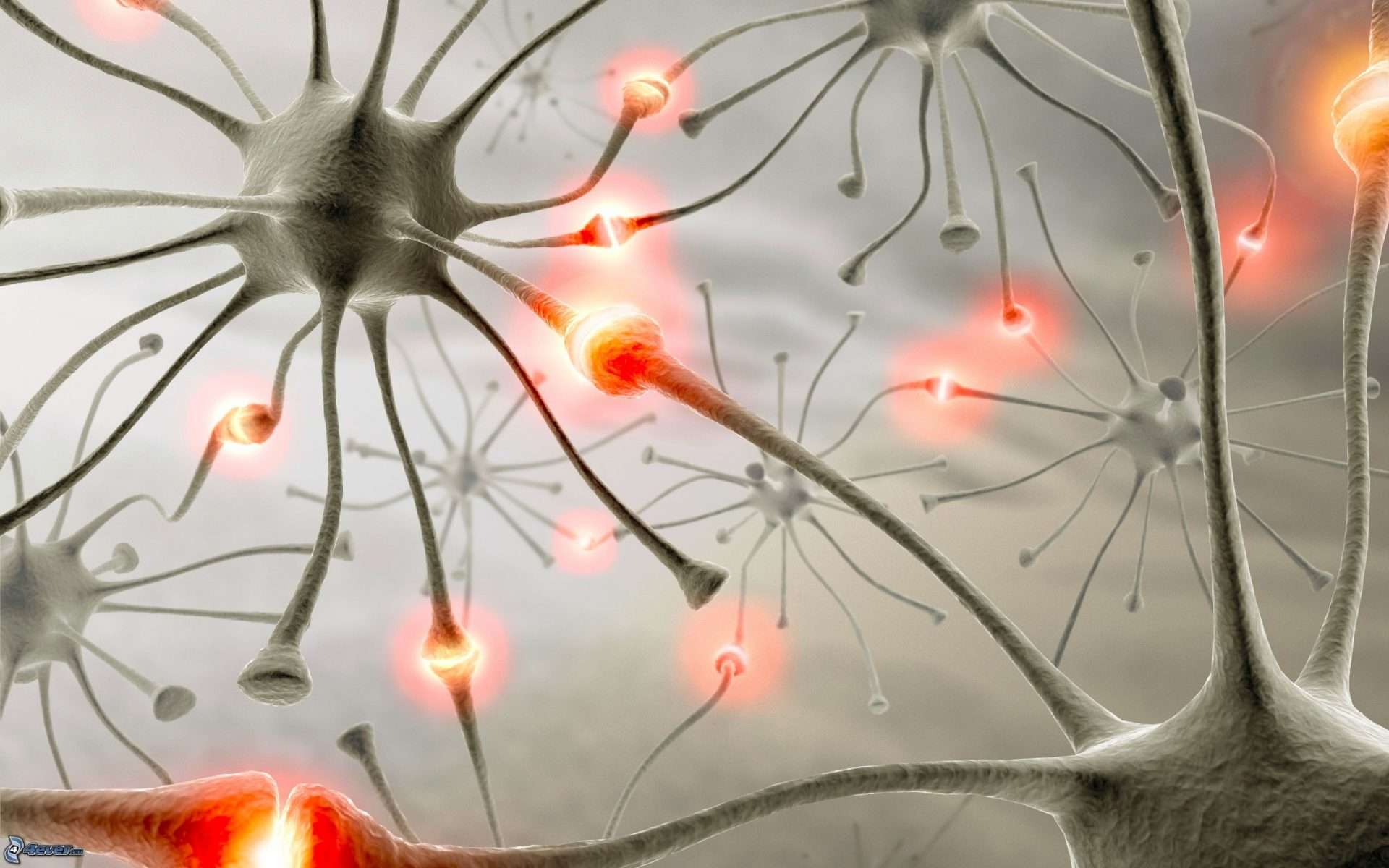 neuronas-161445